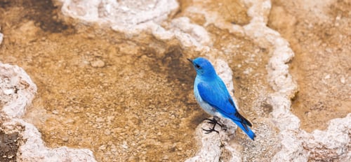 Preview: Small Colorful Bird at Hot Spring Landscape with unique ground formation.