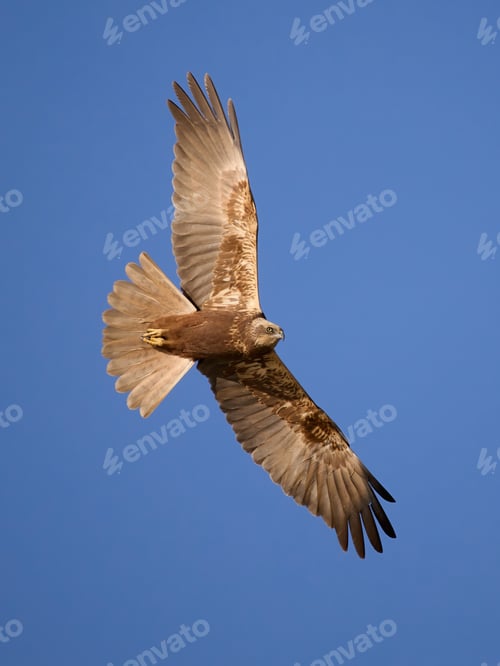 Preview: Western marsh harrier (Circus aeruginosus)