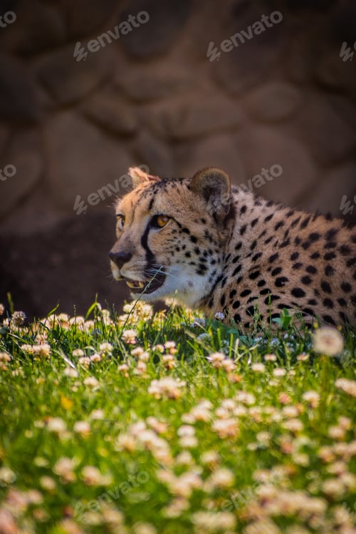 Vista previa: Closeup of an angry hunting cheetah