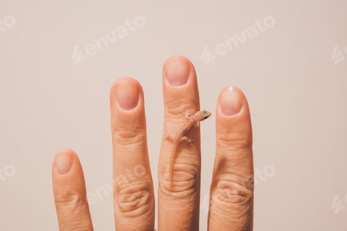 Preview: Little gecko lizard on the woman’s finger