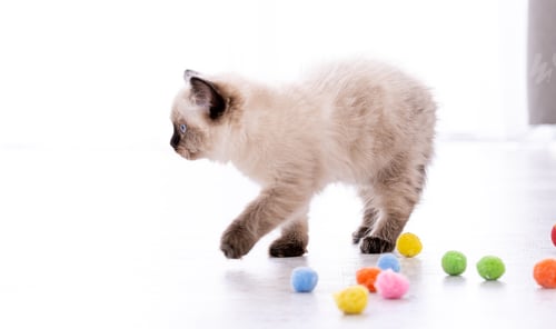 Preview: Kitten Ragdoll playing with toys