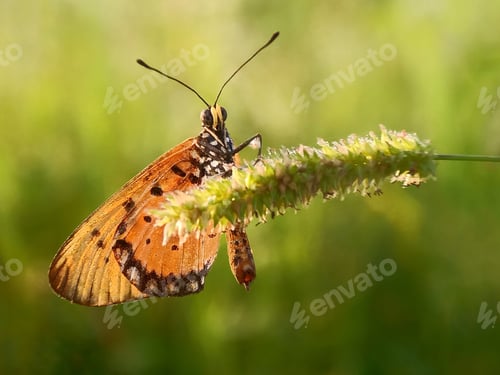 Preview: Butterfly