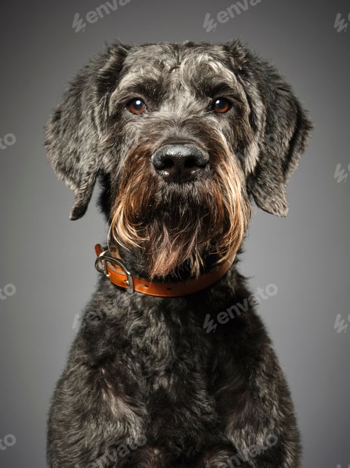 Preview: poodle, dog, puppy, pets, dogs