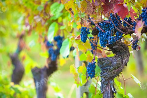 Preview: Vineyard Grapes Ready for Harvest