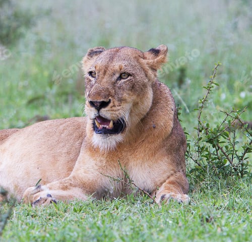 Preview: Best wildlife experiences in the world
