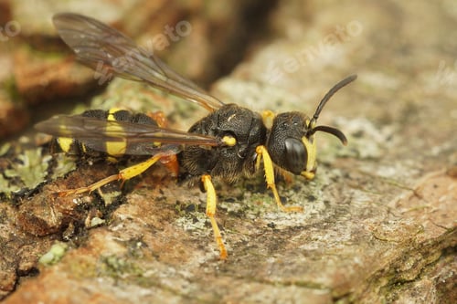 Preview: Closeup shot of an ornate tailed digger wasp