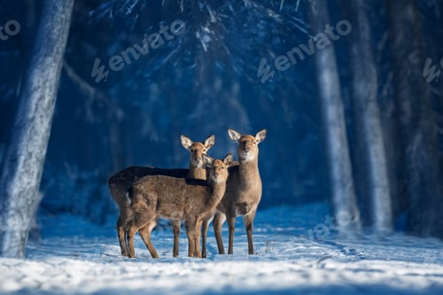 Preview: Three deer stand together in a snowy forest under soft winter sunlight during a tranquil afternoon