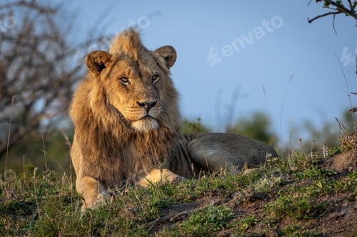 Preview: A sub-adult male lion, Panthera leo, lying on a mound.