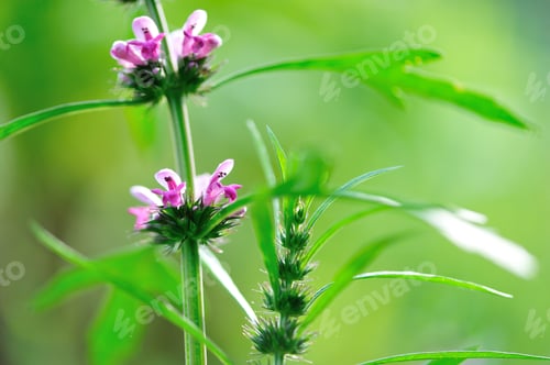 Preview: Beautiful leonurus sibiricus flowers in spring garden
