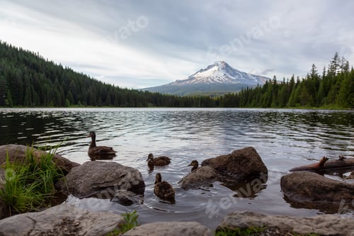 Preview: Family of Ducks with a Beautiful Landscape View of Mt Hood