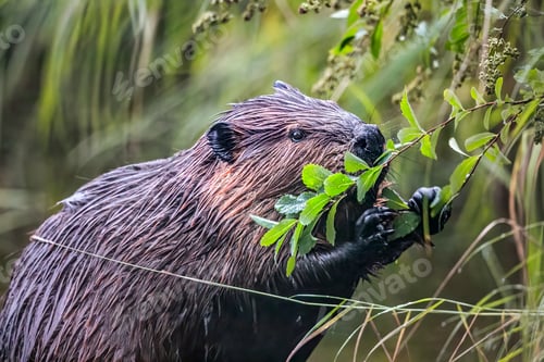 Preview: Beaver eating some leaves in a natural environment