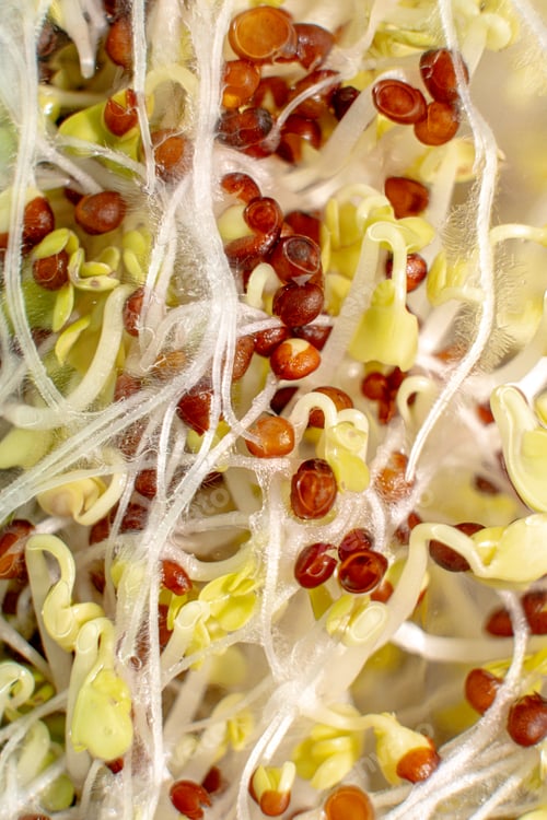 Preview: Close up seat, sprouting for healthy, eating and macro photography.
