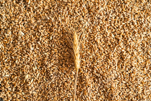 Preview: Ears of wheat and bowl of wheat grains on wooden background