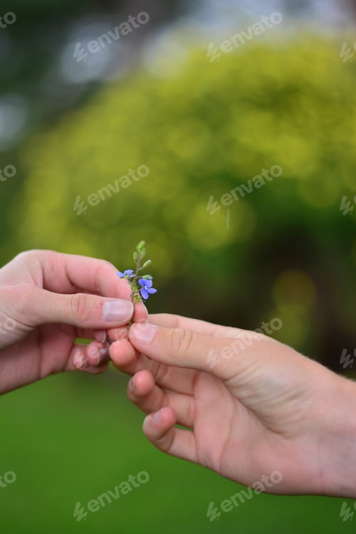 Preview: Small Blue Flower Held in Hands Outdoors
