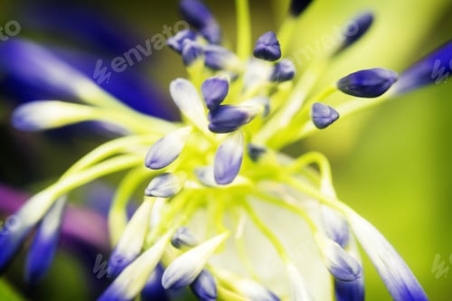 Preview: Purple and Green colorful tropical flower