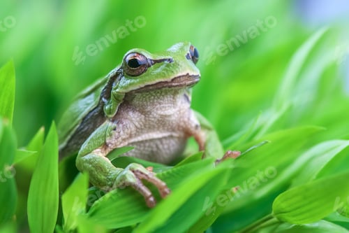 Preview: tree_frog