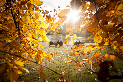 Preview: Twigs with yellow leaves and bench with people near water
