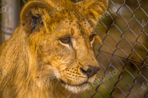 Preview: A young lion in the orphanage of Nairobi, Kenya