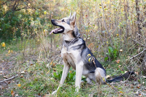 Preview: Brown and white short-haired mongrel dog with open mouth is sitting on autumn grass and leaves.