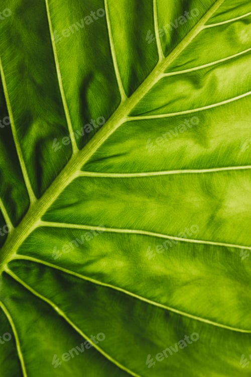 Preview: alocasia leaves