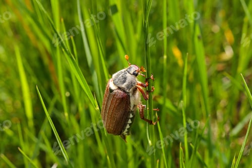 Preview: Selective focus shot of maybug on a grass stalk