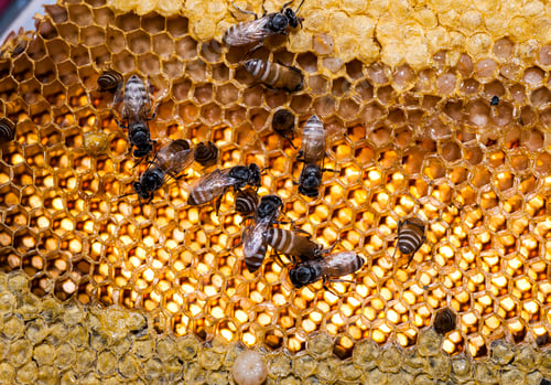 Preview: Close up view of the working bees on honey cells.