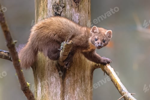 Preview: Pine marten in tree in forest at dusk