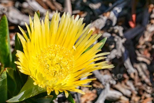 Preview: Yellow Iceplant flower (Carpobrotus edulis), California