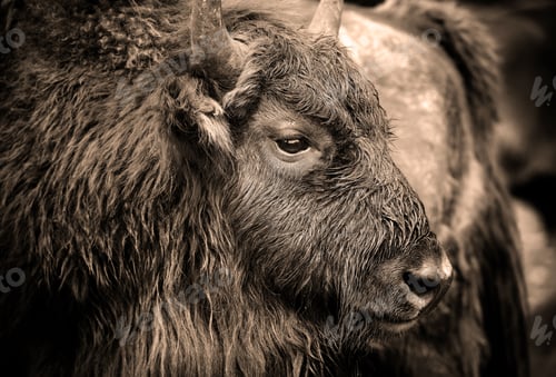 Preview: Portrait of European bison (Bison bonasus). Wisent.