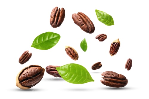 Preview: Pecan nuts and green leaves in air on white background