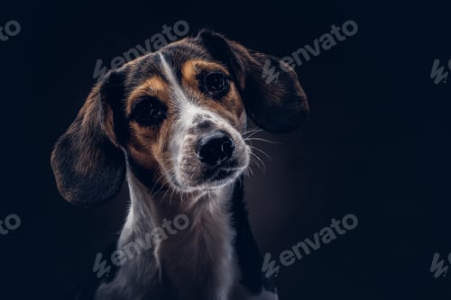 Preview: Portrait of a cute breed dog on a dark background in studio.