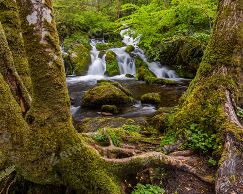 Preview: A Waterfall In a Forest