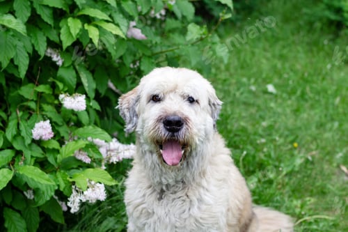 Preview: Portrait of South Russian Shepherd Dog for a walk in a summer park on a background of lilac bushes.