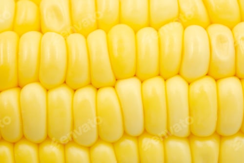 Preview: Close up Raw corn kernels in rows.