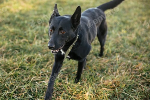 Preview: Cute dog walking with volunteer in grass in green park