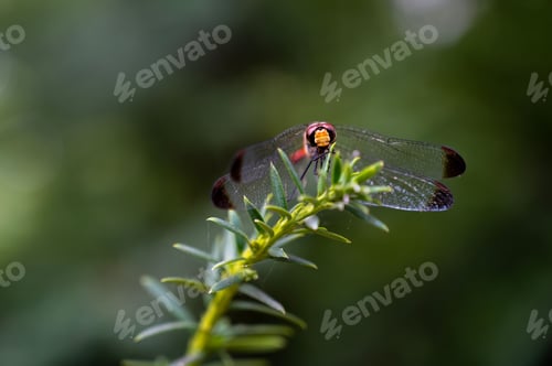 Preview: The Autumn darter Dragonfly resting on Branch