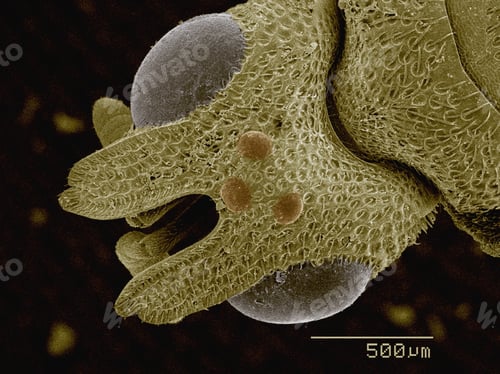 Preview: Coloured SEM of head of parasitic wasp