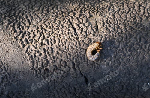 Preview: the larva of the May beetle