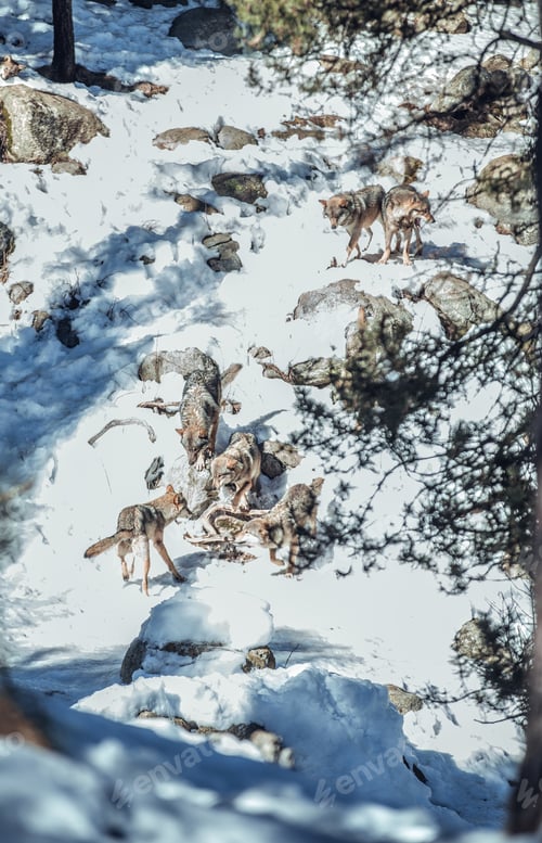 Preview: Wolves on hill between stones and snow