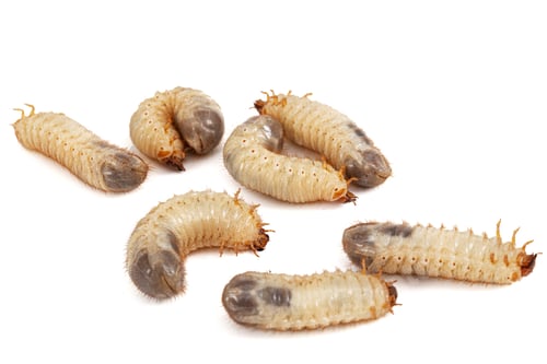 Preview: May beetle larvas, lat. Melolontha , Phyllophaga, isolated on white background