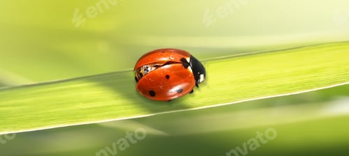 Preview: Macro red Ladybug on green grass.