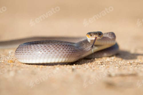 Preview: A herald snake, Crotaphopeltis hotamboeia, coils in the sand, direct gaze with tongue out