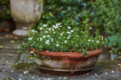 Preview: My garden