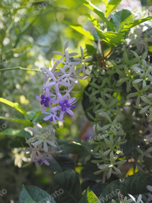 Preview: Purple Wreath, Queen's Wreath, Sandpaper Vine, Petrea volubilis flower beautiful bunch bouquet bloom
