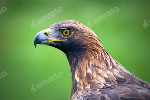 Preview: Golden eagle (Aquila chrysaetos)