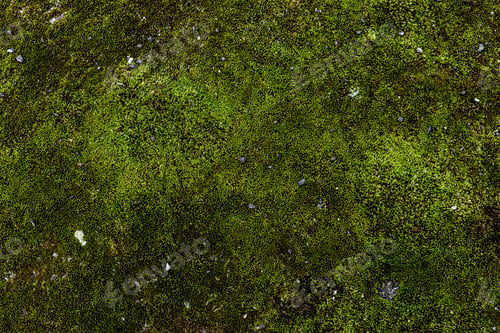 Preview: full frame image of green moss background