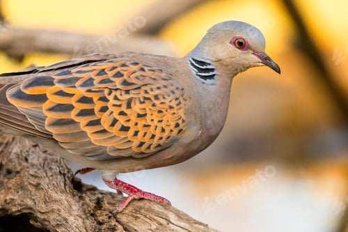 Beautiful Turtle Dove Perched on a Branch
