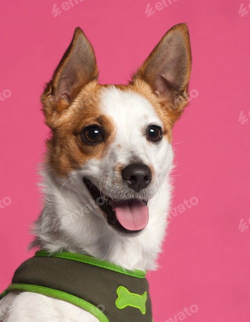 Preview: Jack Russell Terrier