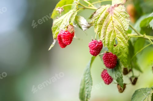 Preview: Close-up of isolated lit by summer sun growing branch of beautiful ripe red juicy raspberries