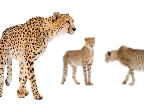 Preview: Cheetah - Acinonyx jubatus